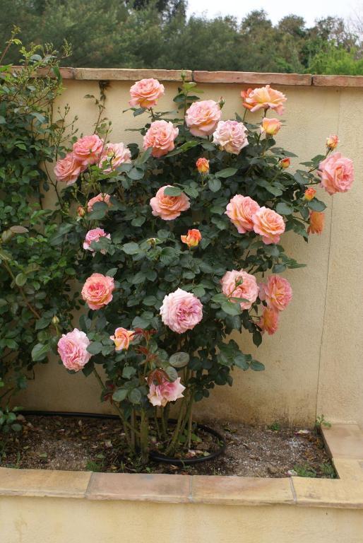 Jardins D'Antalya Bed and Breakfast Grimaud Exterior foto